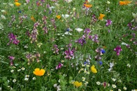 směs rostlinných druhů z celého světa