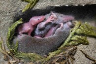 Bělozubka nejmenší