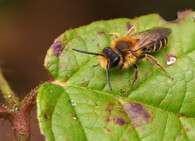 Pískorypka zahradní 