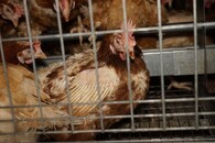 Velkochov slepic - špatné podmínky Čeperka
