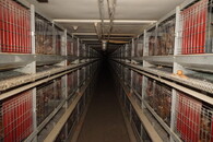 Velkochov slepic - špatné podmínky Čeperka