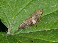 Pěnodějka olšová