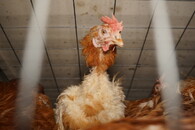 Velkochov slepic - špatné podmínky Čeperka