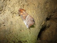 Sklepnice obecná (Scoliopteryx)