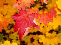 javorový list zbarvený anthokyany