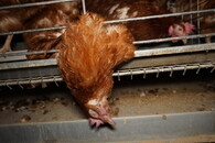 Velkochov slepic - špatné podmínky Přeštice