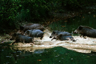 Prasata divoká ve vodě