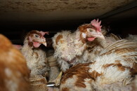 Velkochov slepic - špatné podmínky Přeštice