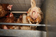 Velkochov slepic - špatné podmínky Čeperka