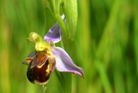 Tořič včelonosný