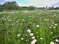 květnatá louka v plném květu