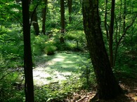 Přírodní lokalita Gliňoč v Bohumíně