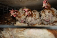 Velkochov slepic - špatné podmínky Přeštice