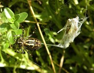 Křižák pruhovaný