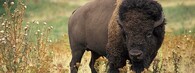 Bizon