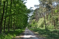 Boří les v Lednicko-valtickém areálu