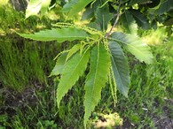 Kaštanovník jedlý v Nasavrkách