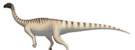 Mussaurus patagonicus