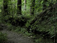 Les u Zlatých Hor na jesenicku