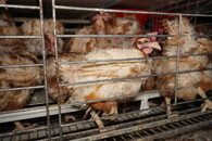 Velkochov slepic - špatné podmínky Přeštice