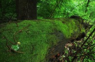 Národní přírodní rezervace Křivé jezero pod Pálavou na Břeclavsku