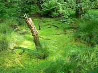 Přírodní lokalita Gliňoč v Bohumíně