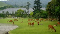 Jelen sika v japonském parku Nara