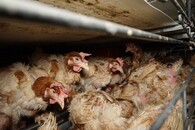 Velkochov slepic - špatné podmínky Přeštice