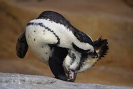 tučňák brýlový