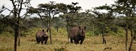 nosorožci černí