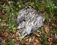 mrtvé mládě sokola