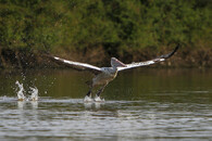 Pelikán skvrnozubý