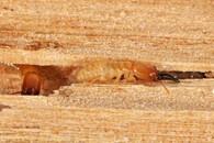 Roisinitermes ebogoensis