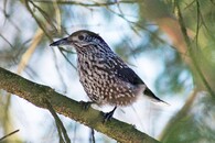 Ořešník kropenatý