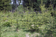 Douglaska tisolistá