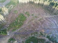 Odlesnění v CHKO Jeseníky