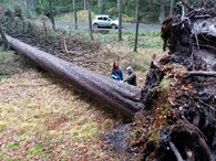 Smrk v Národním parku Čceské Švýcarsko