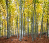 krušnohorské bučiny