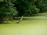 Přírodní lokalita Gliňoč v Bohumíně