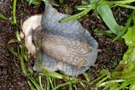 Hlemýžď zahradní 