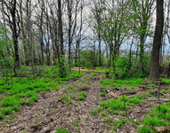 pařez dubu u Krnova