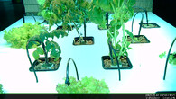 Hydroponické pěstování rostlin v Paralelní Polis