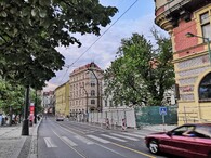 javor stříbrný na Smetanově nábřeží v Praze