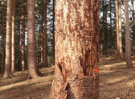 Kůrovcová kalamita v podhůří Jeseníků