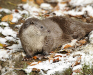 Celostátní mapování vydry říční 