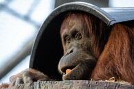 orangutan sumaterský