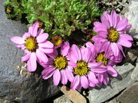 Waldheimia_tridactylites