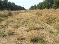 Obnažené písky pod elektrovodem u Lázní Bohdaneč