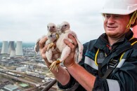 Sokoli stěhovaví hnízdící v chemičce Unipetrol