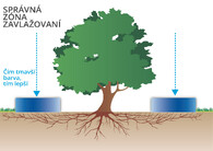 závlaha stromu